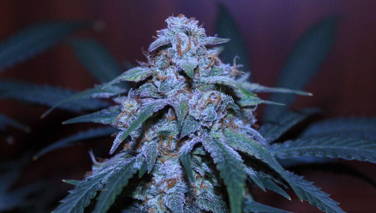 Big Bud Auto Cannabis Strain Week-by-Week Guide: A closeup of a ripe cola, glistening with trichomes