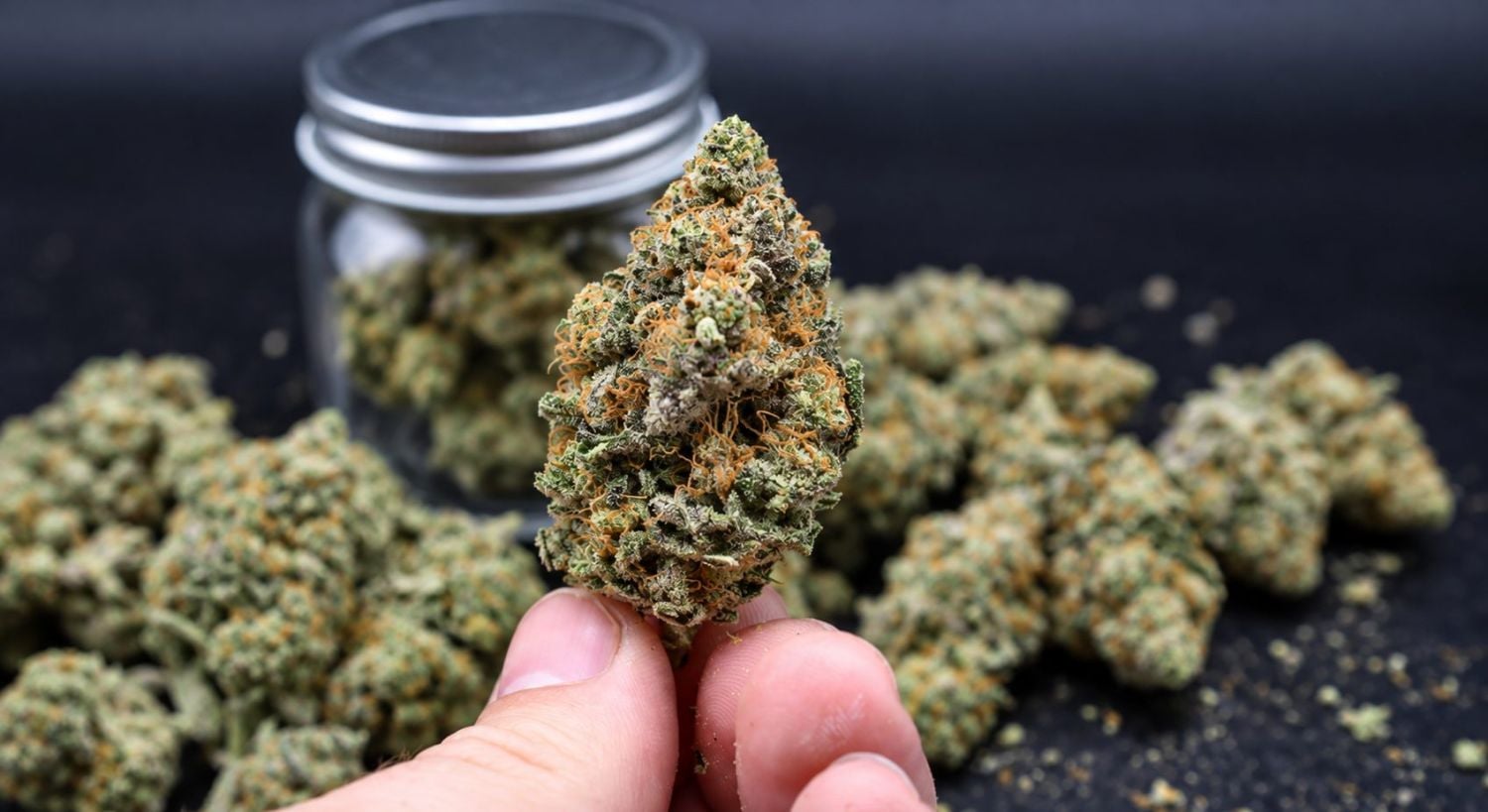 Sådan høster du autoflowers: curerede buds