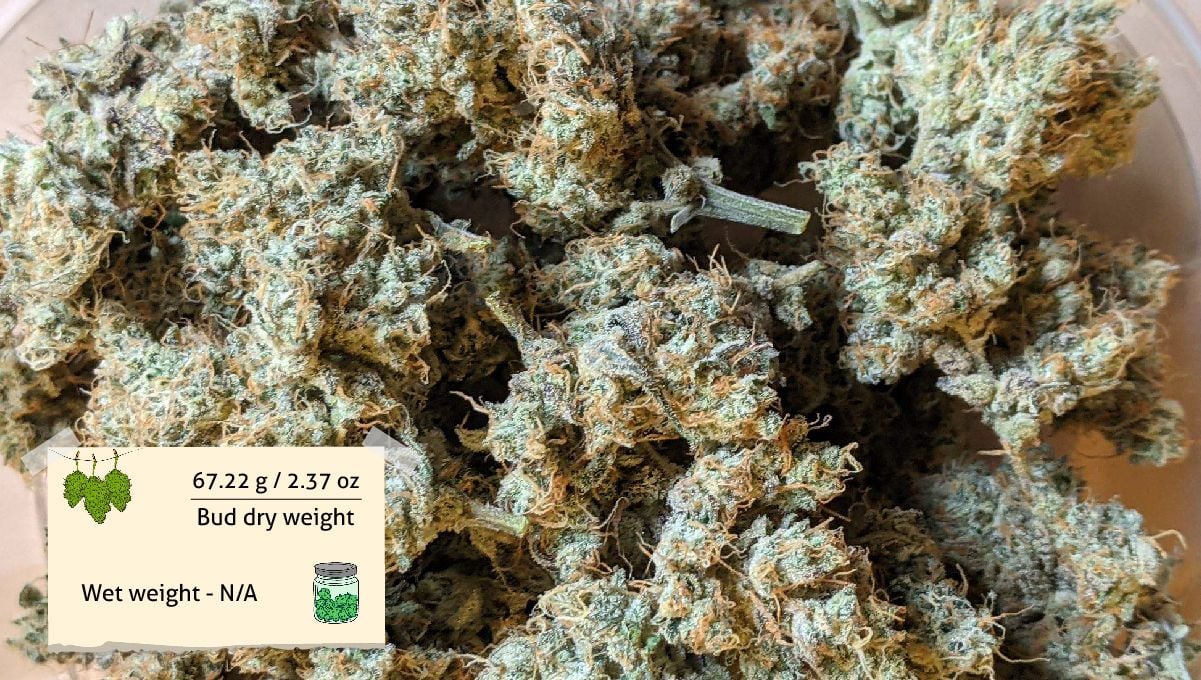 Forbidden Runtz Auto Cannabis Strain Week-by-Week Guide: A closeup of a bunch of dried marijuana flowers