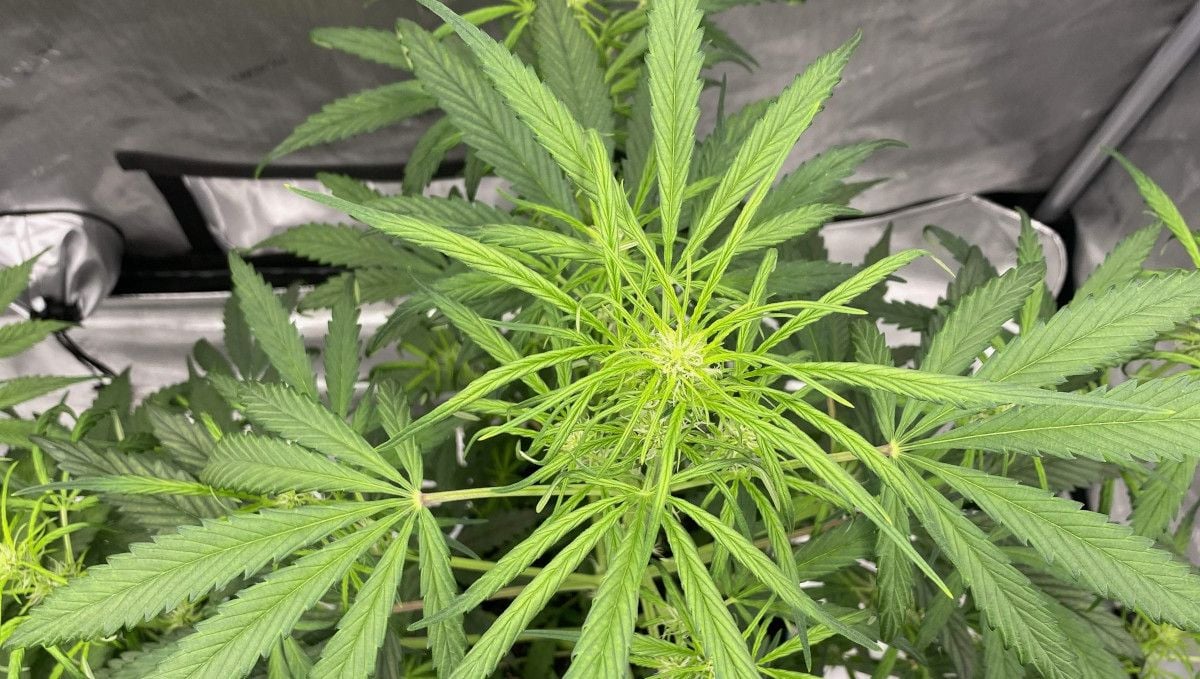 Gorilla Punch Auto cannabis strain: transition (pre-flower) | week 5 | a top of a weed plant at the beginning of flowering