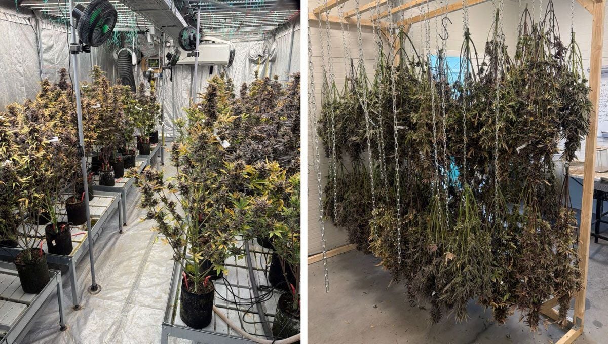 Harvest
