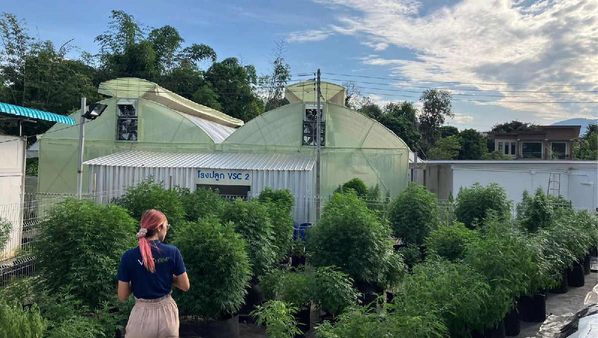 Features of growing cannabis in Thailand: Outdoors