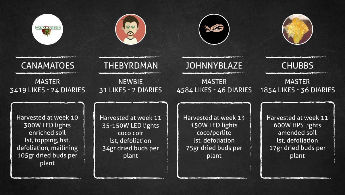 Forbidden Runtz Auto Cannabis Strain Week-by-Week Guide: Setup characteristics, yield figures, and other data
