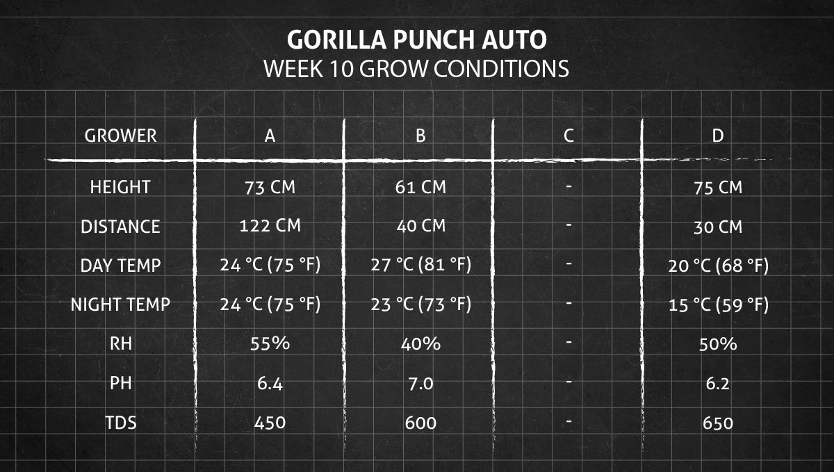 Gorilla Punch Auto Cannabis Strain WeekbyWeek Guide Fast Buds