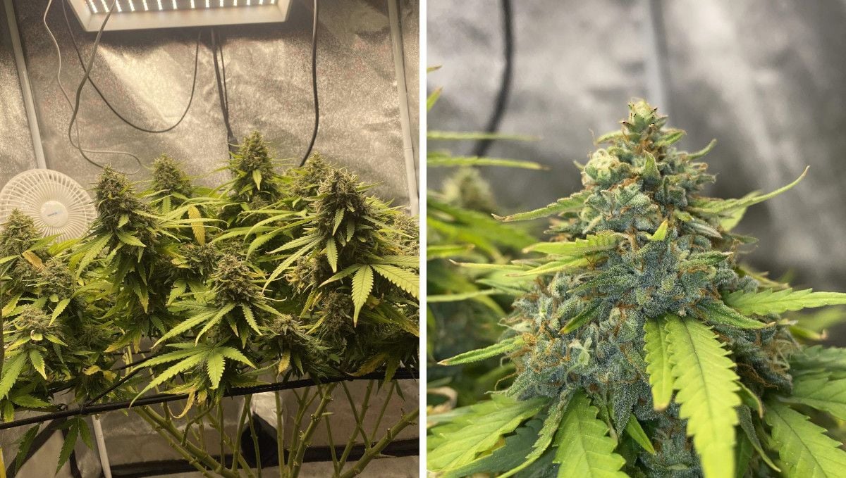 Wedding Cheesecake FF cannabis strain: ripening and harvest | weeks 12 | a weed plant maturing in ScrOG Wedding Cheesecake FF cannabis strain: ripening and harvest | weeks 12 | a weed plant maturing in ScrOG