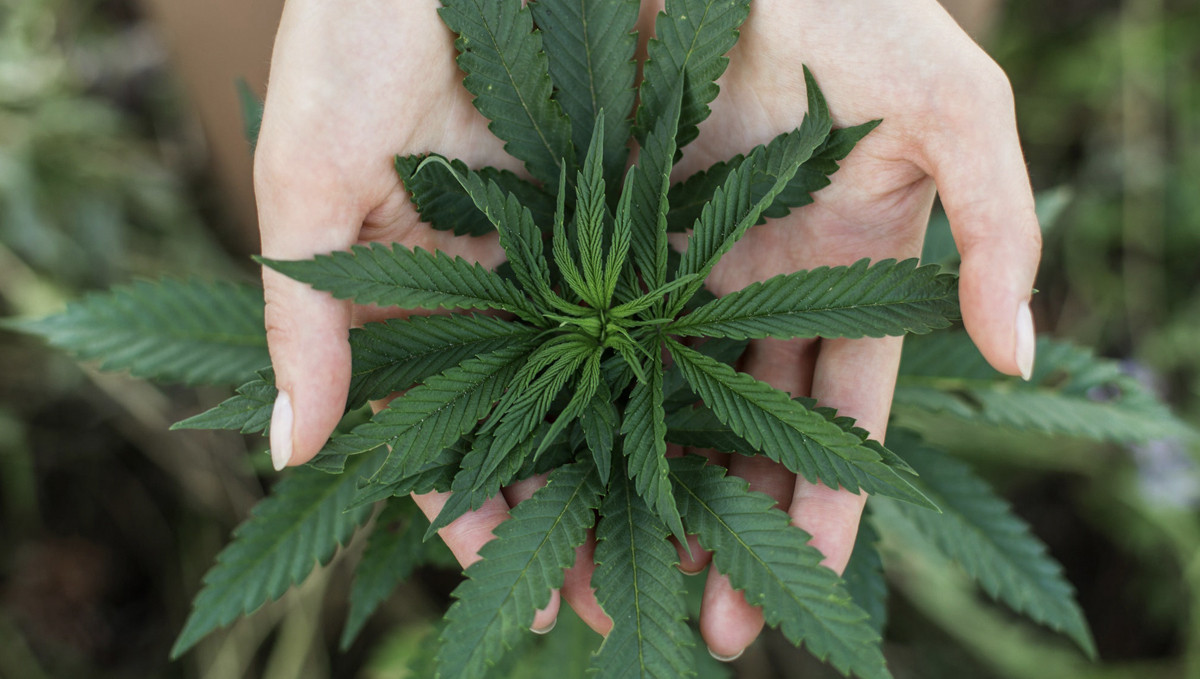 Germany: Future Coalition Government Urged to Legalize Cannabis: Young woman's hands holding a cannabis plant top Germany: Future Coalition Government Urged to Legalize Cannabis: Young woman's hands holding a cannabis plant top