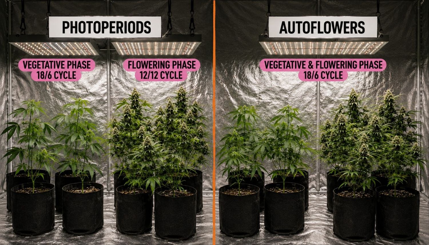 How to grow weed at home: photoperiods vs autoflowers How to grow weed at home: photoperiods vs autoflowers