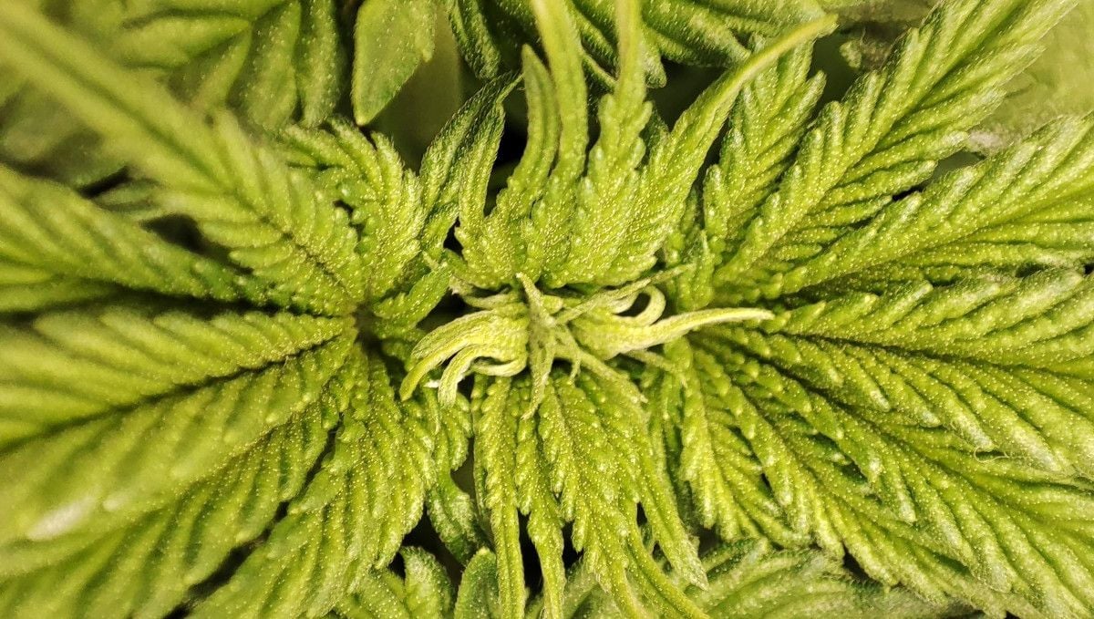 Orange Sherbet FF cannabis strain: transition (pre-flower) | week 7 | thin, curvy young leaves on top