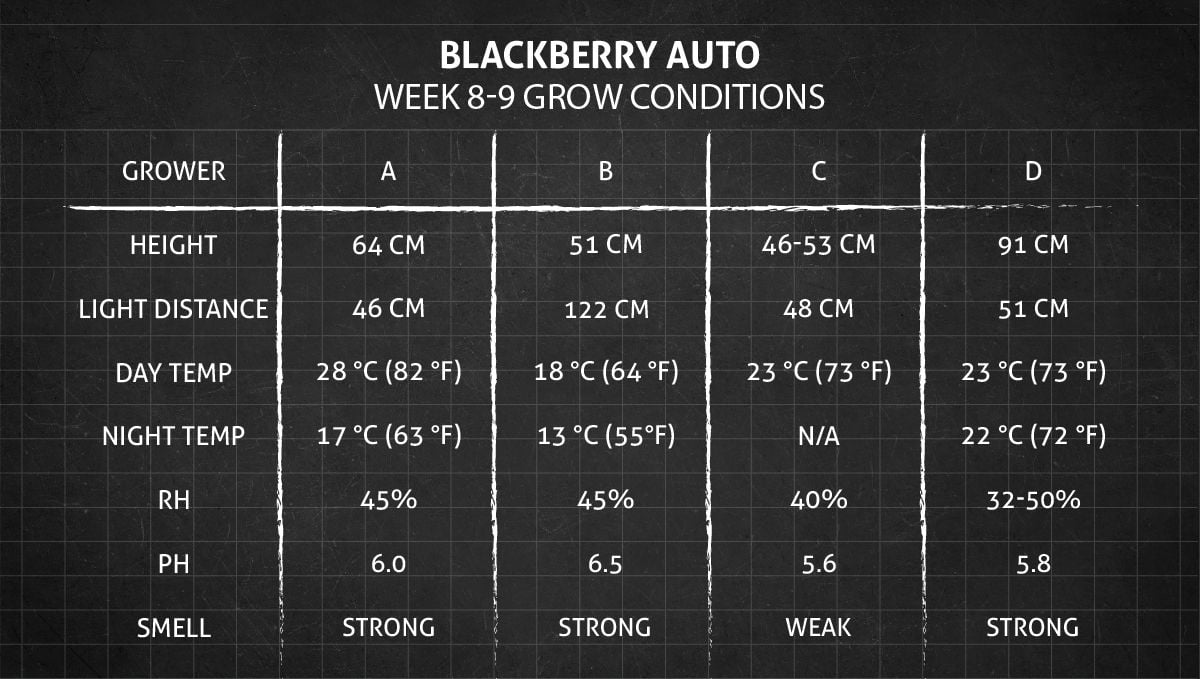 Blackberry Auto cannabis strain: weeks 8-9 grow conditions Blackberry Auto cannabis strain: weeks 8-9 grow conditions
