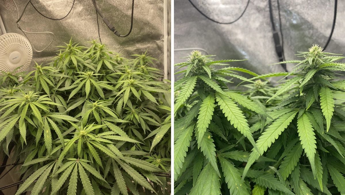 Wedding Cheesecake FF cannabis strain: early flower | weeks 8-9 | a stocky bushy ganja plant indoors Wedding Cheesecake FF cannabis strain: early flower | weeks 8-9 | a stocky bushy ganja plant indoors
