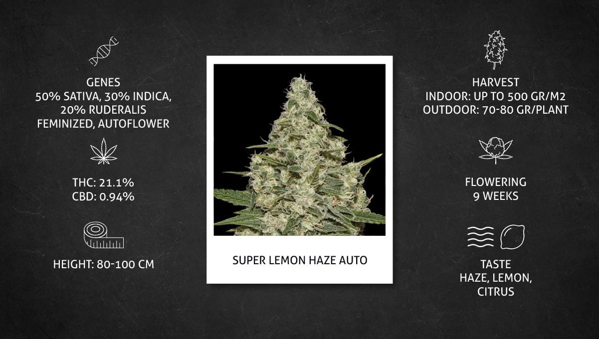 Super Lemon Haze Auto Cannabis Strain Week-by-Week Guide | Fast Buds