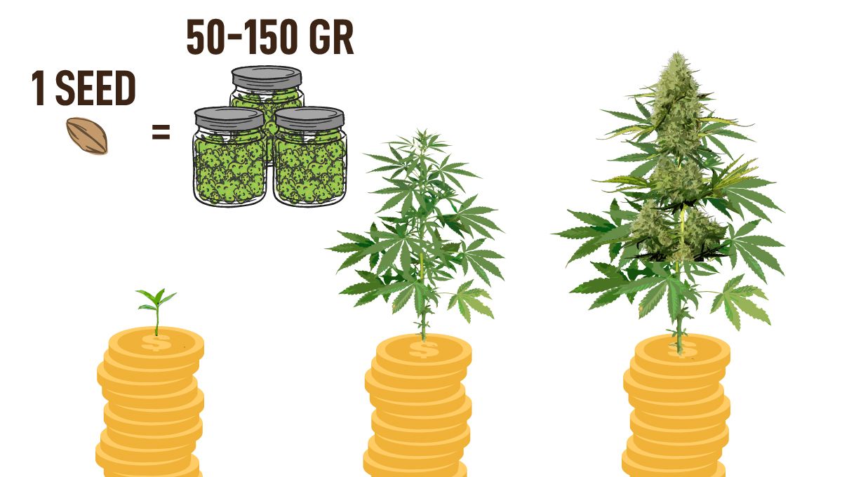 The Benefits of Growing Your Own Weed at Home: Get more than 100 gr from 1 seed