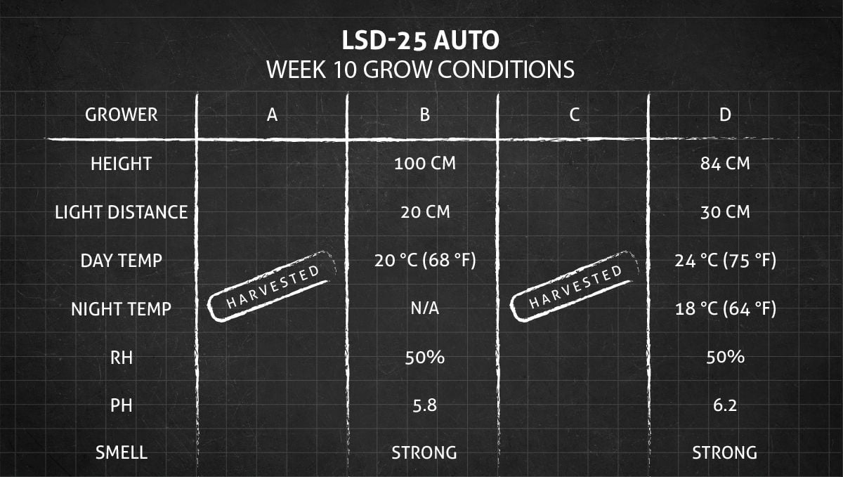 LSD-25 Auto cannabis strain: weeks 10+ grow conditions