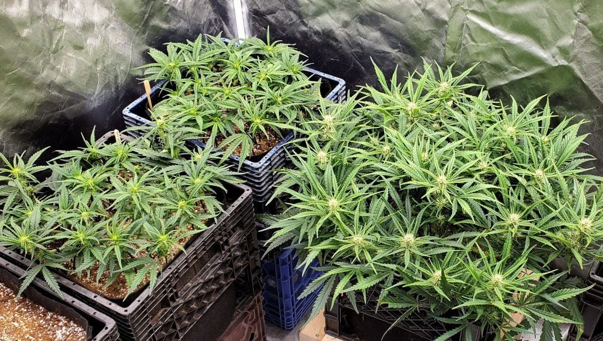 Forbidden Runtz Auto Cannabis Strain Week-by-Week Guide: Three large heavily trained budding autoflowers grown in an indoor grow tent