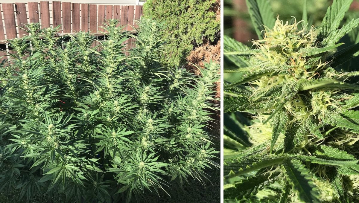 Gorilla Cookies FF cannabis strain: mid flower (bulk phase) | a medium tall bushy plant in a backyard and a closeup of its frosty top
