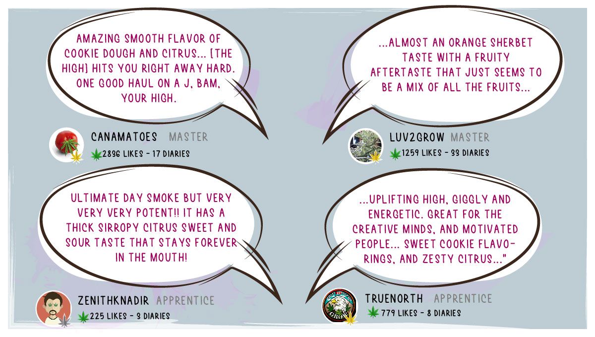 Gelato Auto Cannabis Strain Week-by-Week Guide: Smoke report