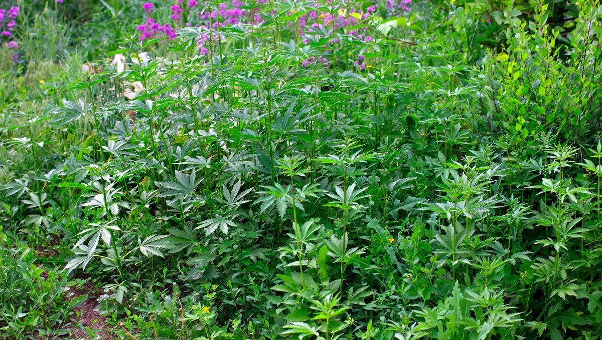 Other Herbs and Plants to Blend in your Joints Other Herbs and Plants to Blend in your Joints