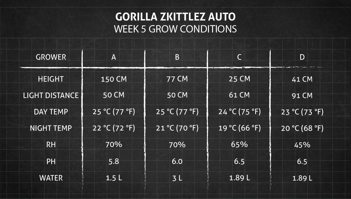 Gorilla Z Auto cannabis strain: week 5 grow conditions