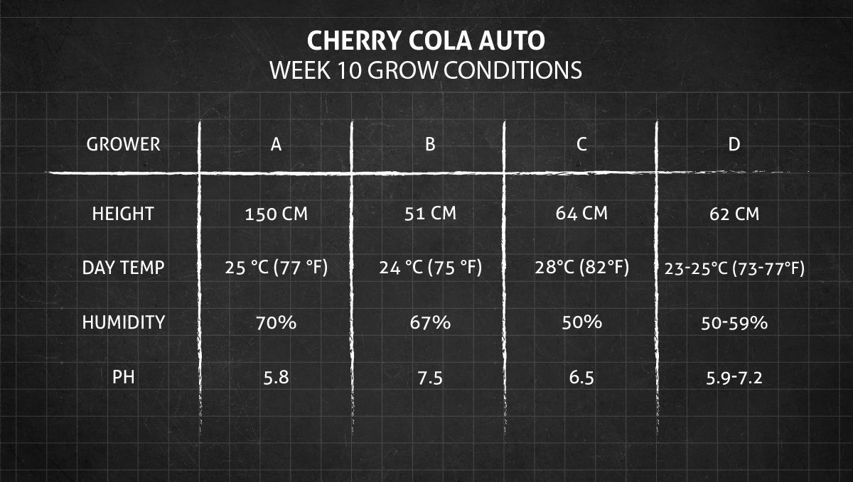 Cherry Cola Auto cannabis strain: week 10 grow conditions