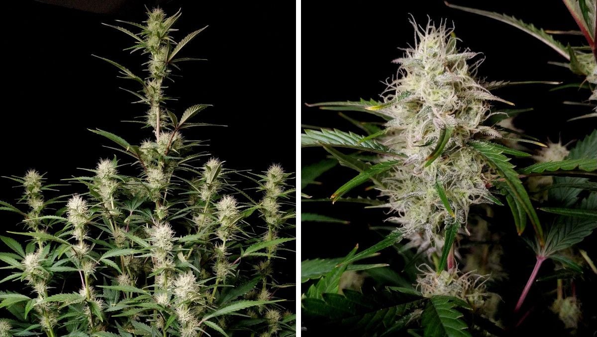 Gorilla Z Auto cannabis strain: early flower | weeks 6-7 | a budding weed plant with a tall central cola and a closeup of this cola covered in white hairs and trichomes