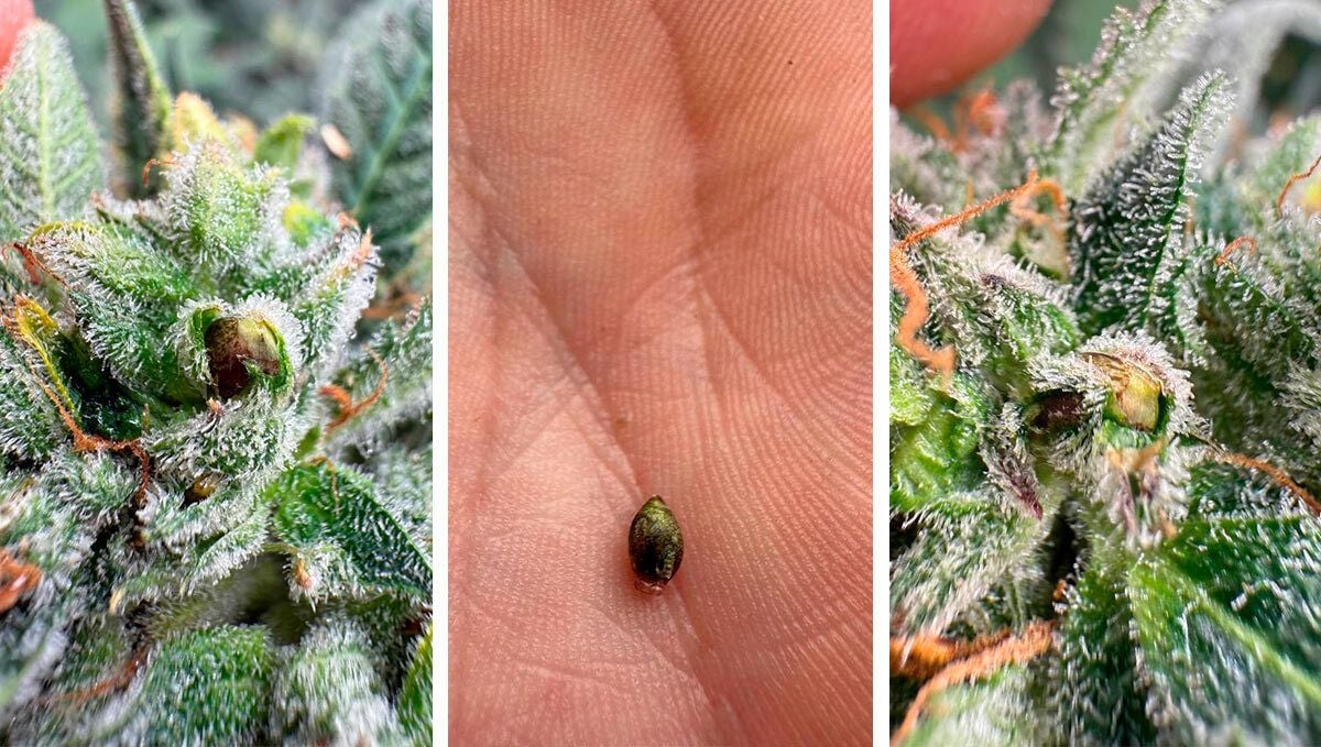 Seed Formation 