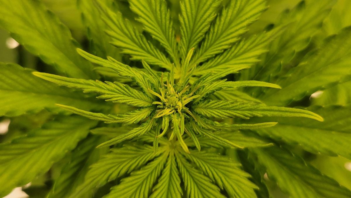 Gorilla Punch Auto cannabis strain: mid veg | weeks 3-4 | the top of a plant with new leaves becoming bristly