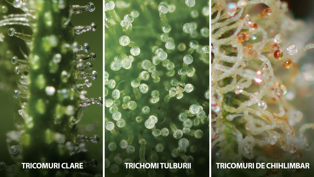 Recoltarea canabisului tău autoînfloritor: statutul tricomilor Recoltarea canabisului tău autoînfloritor: statutul tricomilor