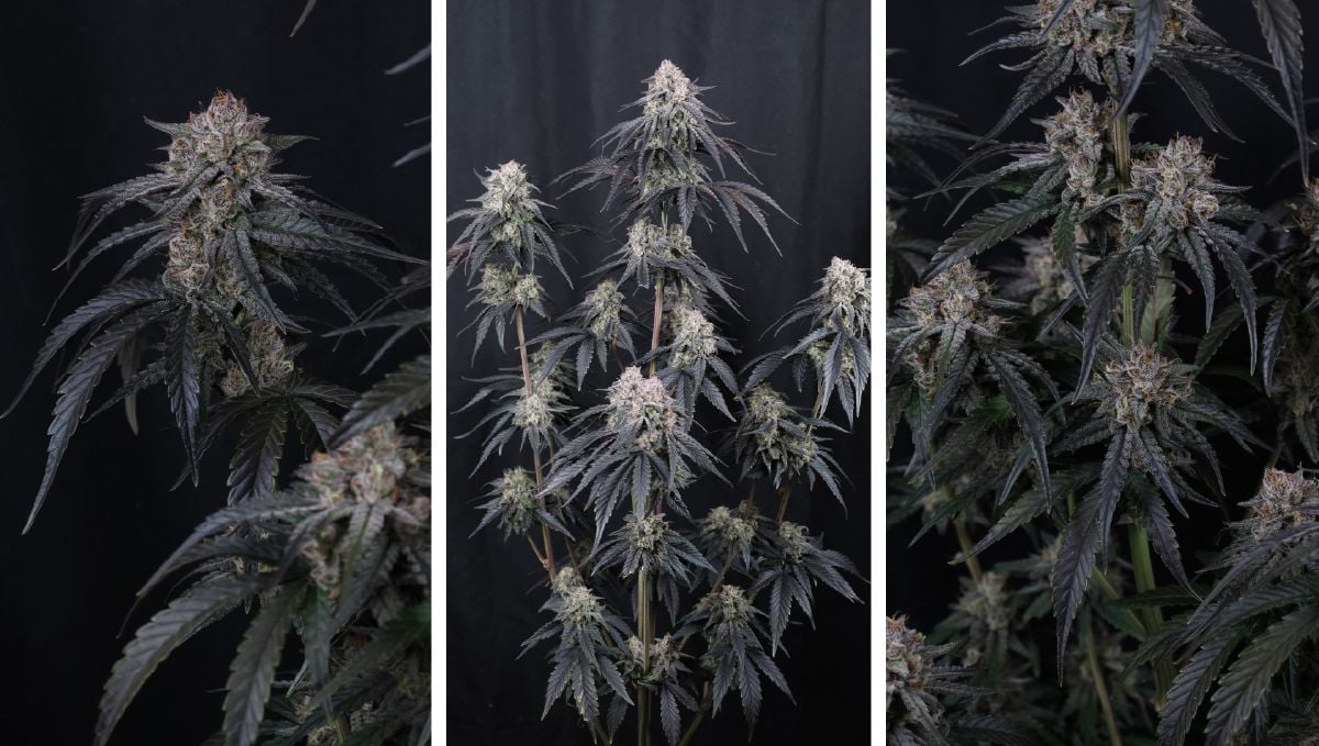 Mango Frost