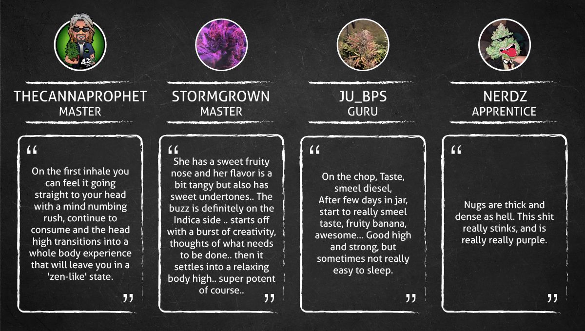 Six Shooter Auto cannabis strain: smoke report