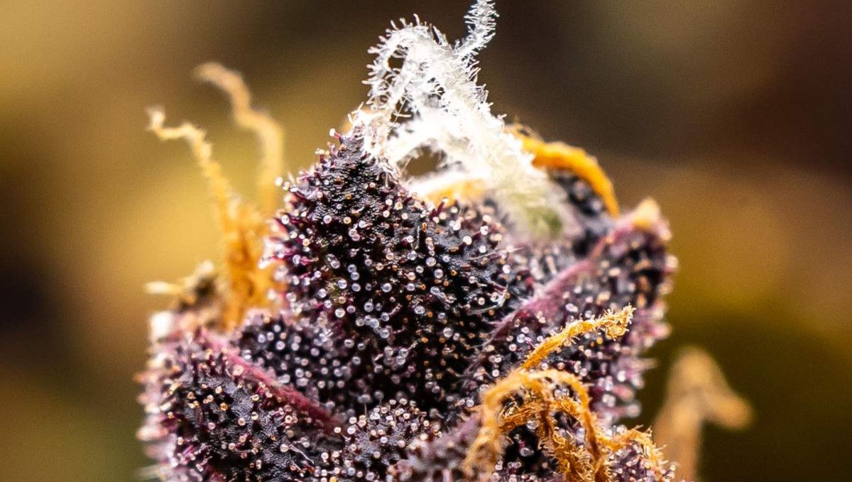 LSD-25 Auto cannabis strain: ripening and harvest | weeks 10-12 | an extreme closeup of a purple bud covered in trichomes