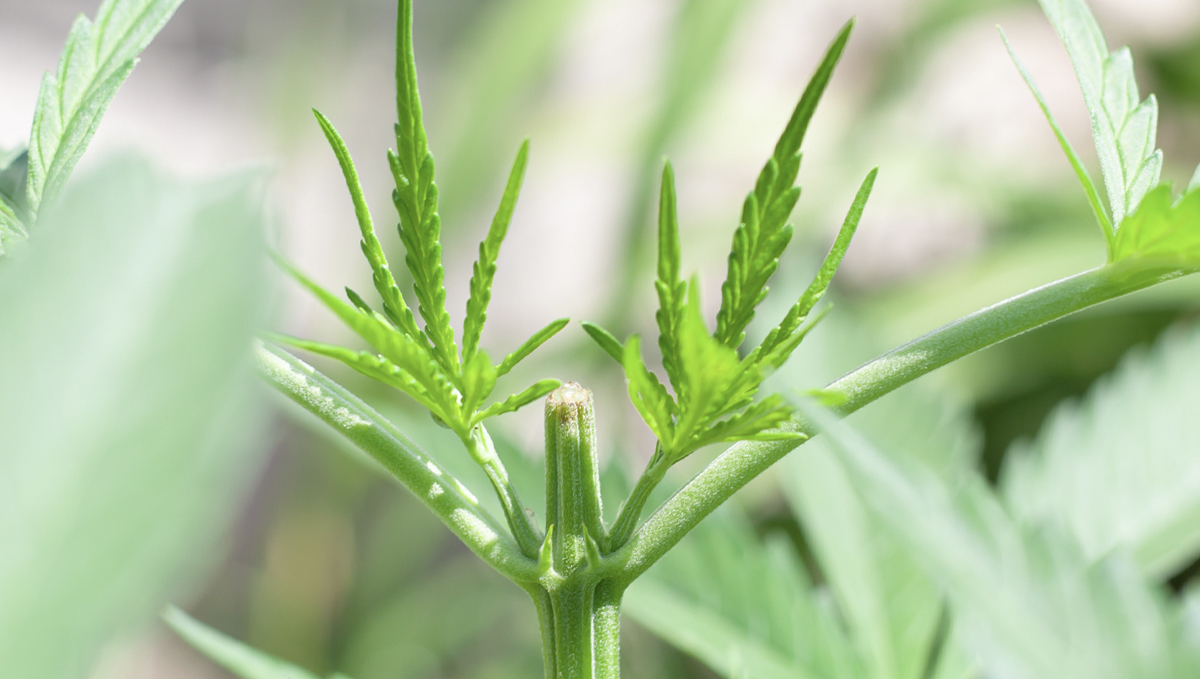 Planta con cinta adhesiva