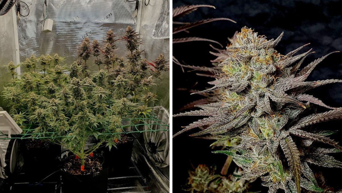Gorilla Cookies FF cannabis strain: ripening and harvest | 3 indoor plants in a ScrOG setup pre-trimmed before the harvest and a closeup of its resinous bud