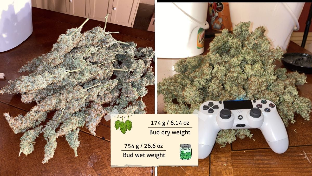 Pineapple Express Auto cannabis strain outcome: a heap of dried marijuana buds still on branches and the same buds trimmed and ready for cure