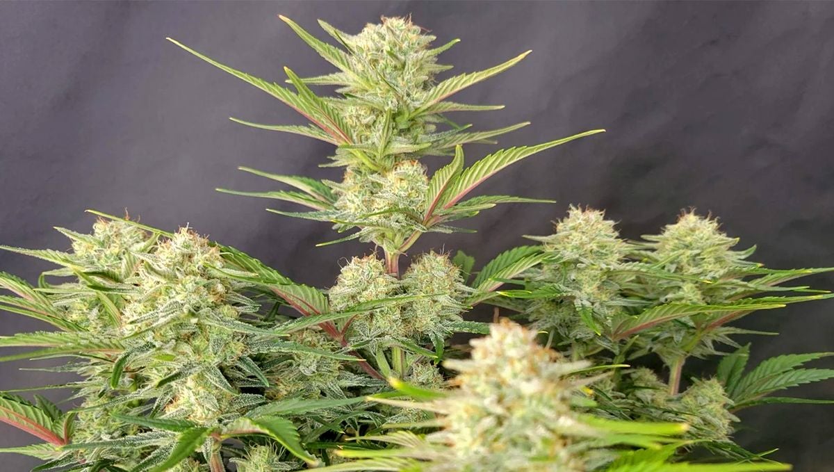 The Top 5 Best Indoor Autoflower Strains | Fast Buds