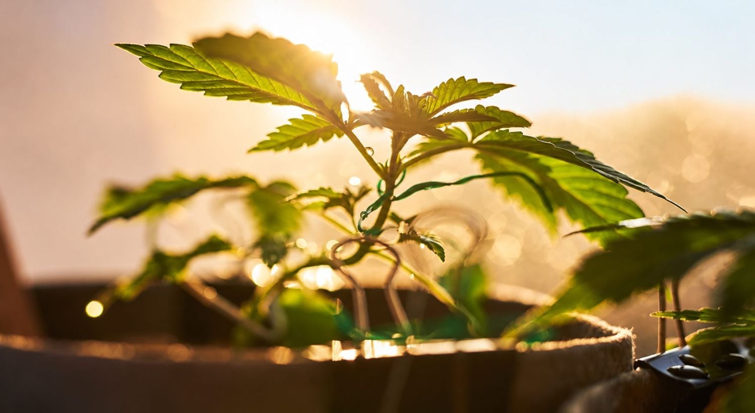 O comparație vizuală între ciclurile de lumină pentru plantele de canabis autoflorante, evidențiind necesitatea întunericului.