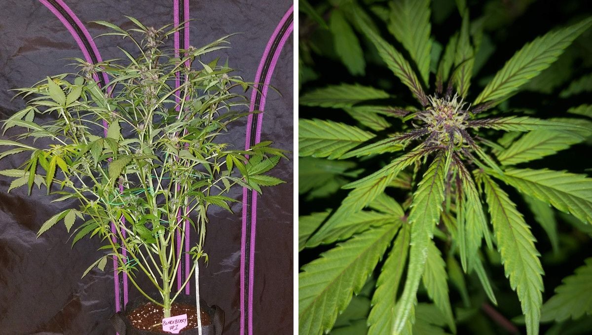 Blackberry Auto cannabis strain: transition (pre-flower) | week 5 | a stretchy indoor plant and a closeup of its bud with the purple color bleeding onto its leaves Blackberry Auto cannabis strain: transition (pre-flower) | week 5 | a stretchy indoor plant and a closeup of its bud with the purple color bleeding onto its leaves