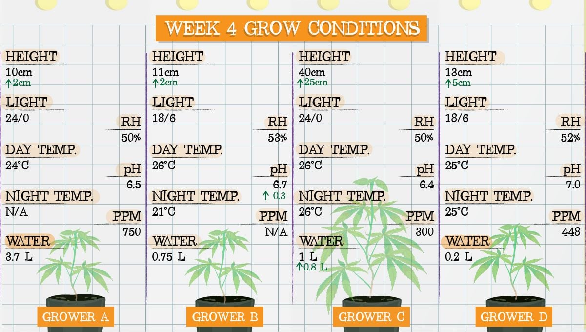 Gelato Auto Cannabis Strain Week-by-Week Guide: Grow conditions in week 4
