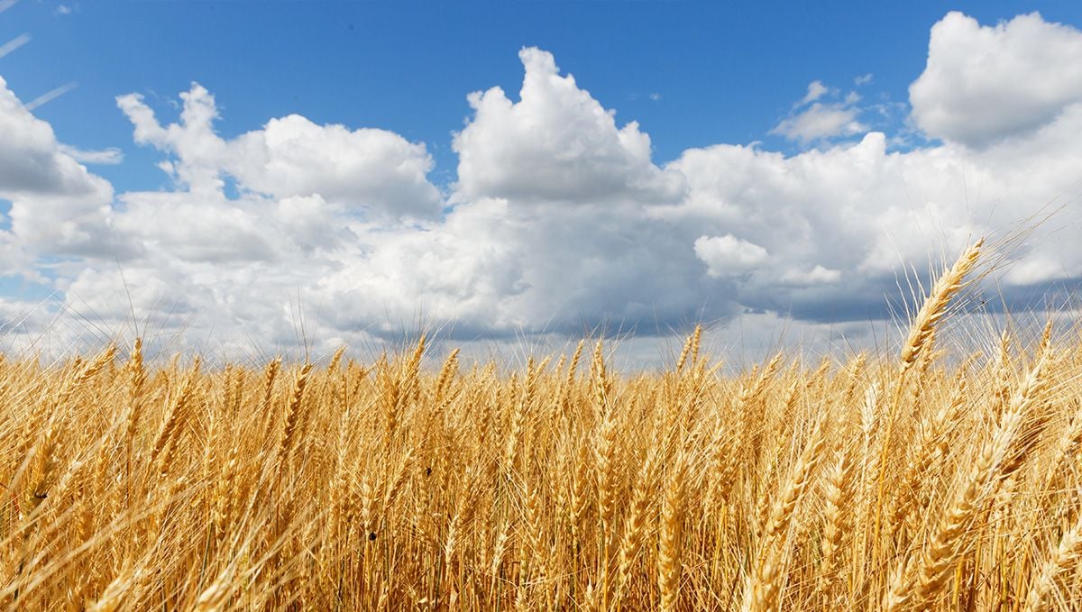 Weed in Ukraine: Cannabis Legal Status Guide: A field of wheat