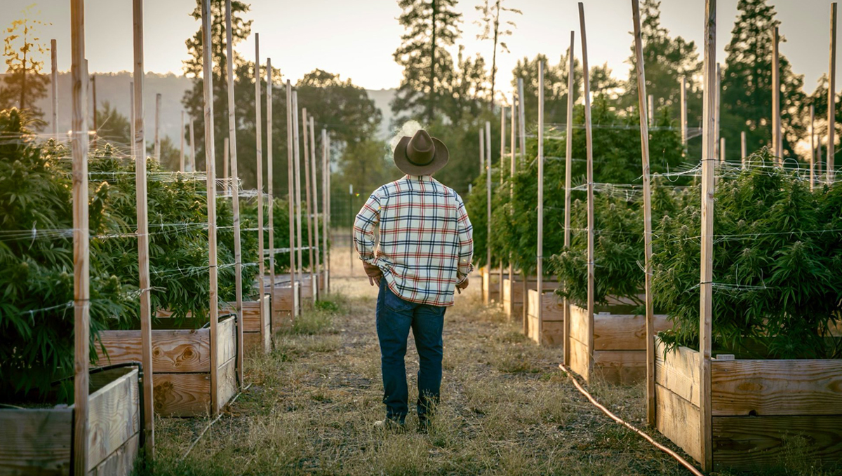 James Belushi: From Movie Star to Master Grower: The actor seen from the back on his outdoor cannabis farm in Oregon