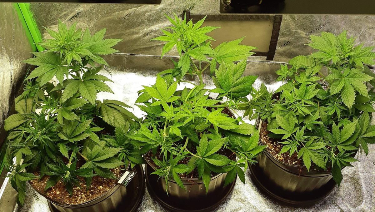 LSD-25 Auto cannabis strain: mid veg | weeks 3-4 | three vegging autoflowers standing side by side in a grow tent