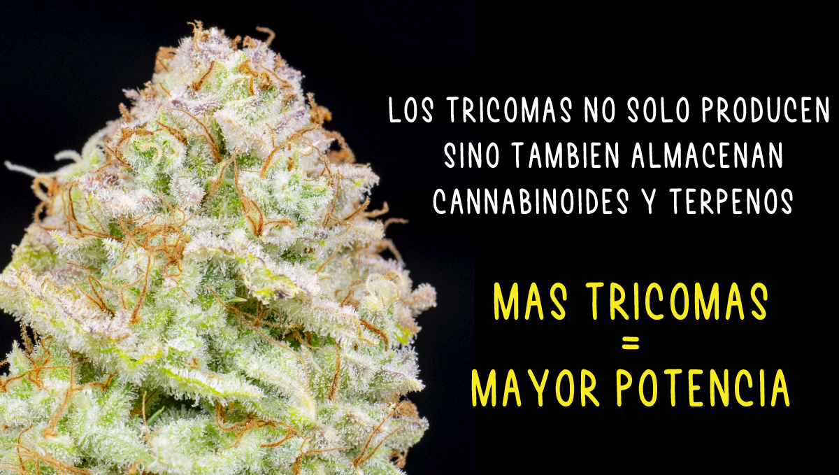 Are autos potent?: trichomes