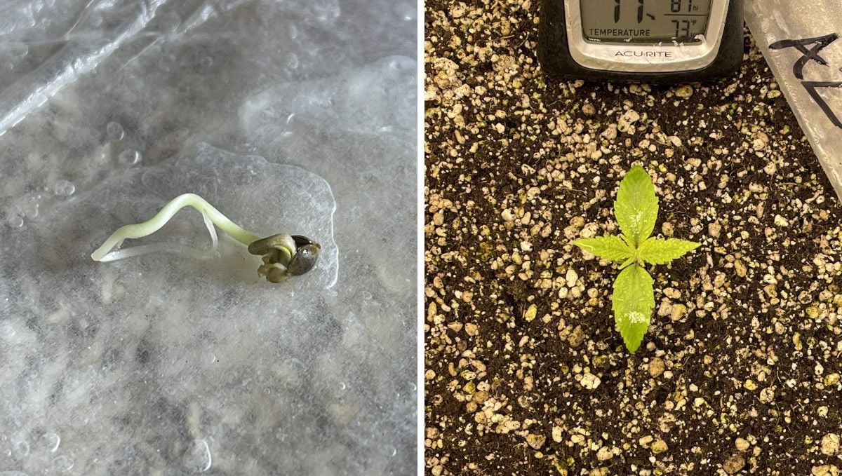 Amnesia Z Auto cannabis strain: germination and seedling stage | week 1 : a seed with a long taproot and a week-old seedling 