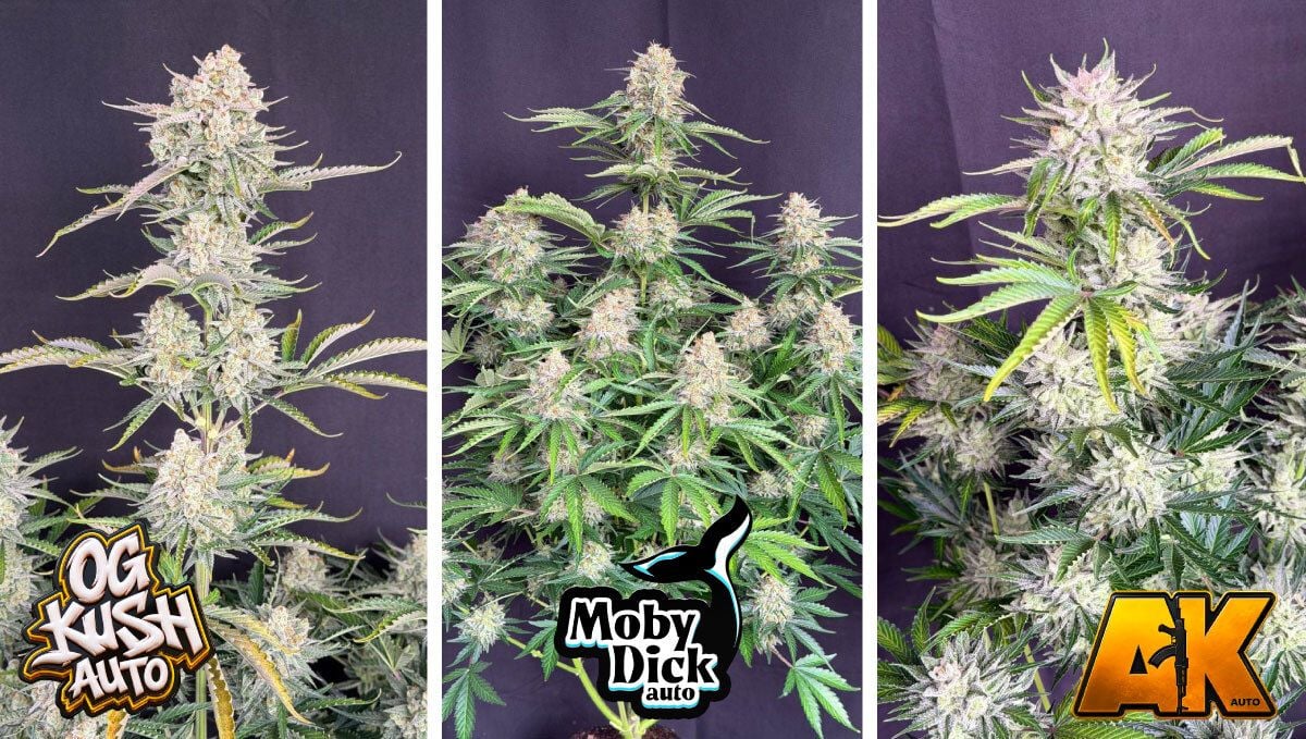 OG Kush Auto, Moby Dick Auto ja AK Auto