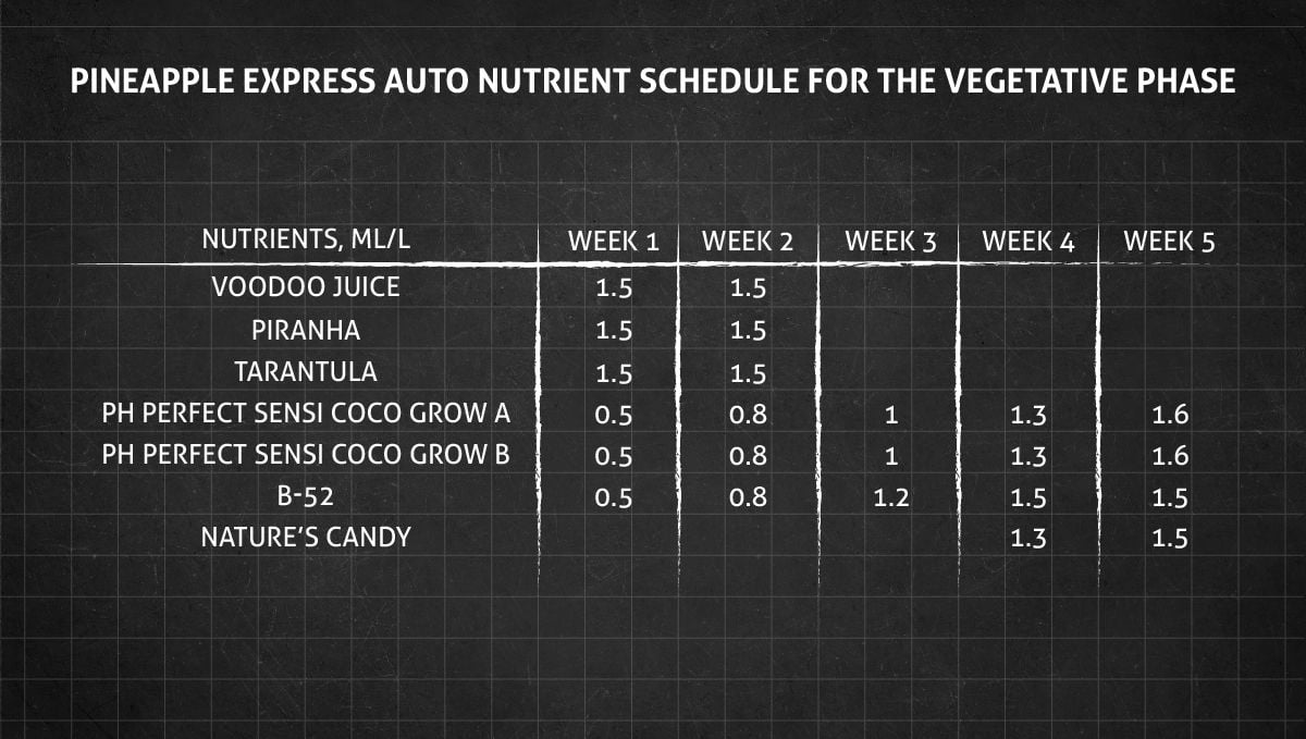 Pineapple Express Auto Cannabis Strain WeekbyWeek Guide Fast Buds