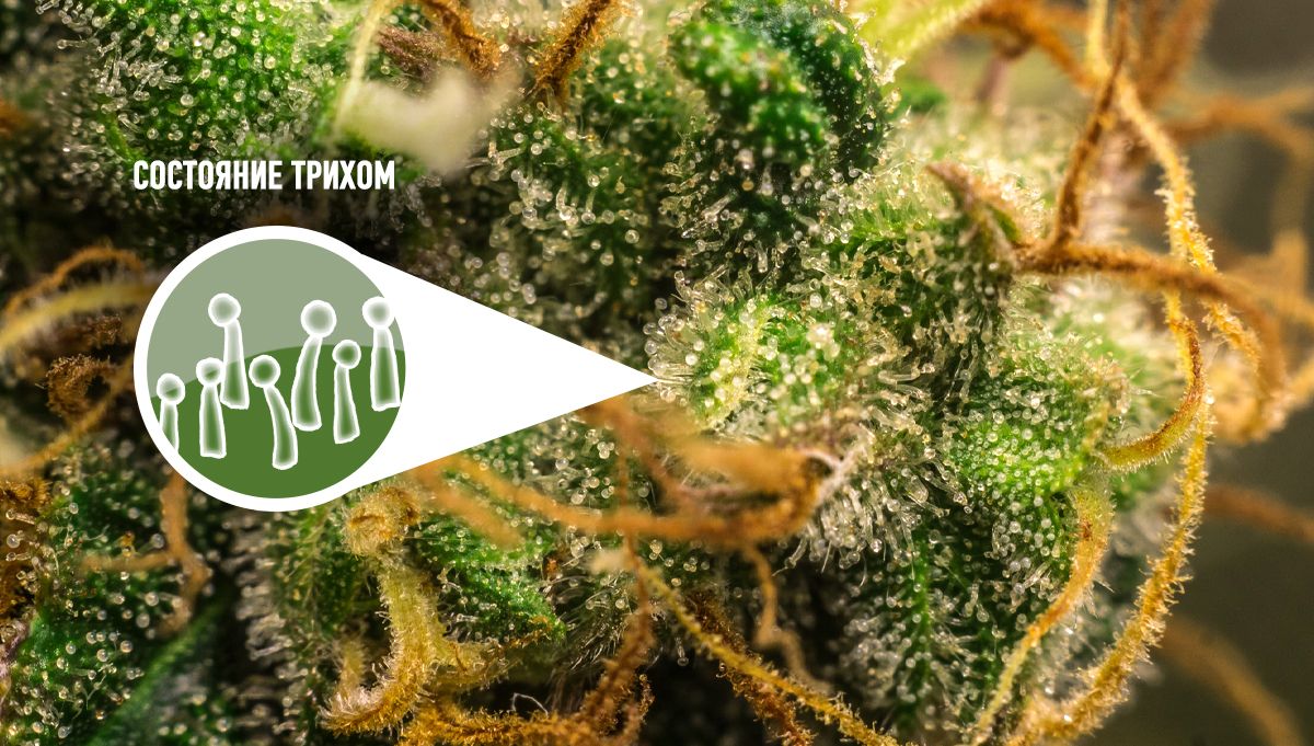 Harvest Your Autoflowering Cannabis: trichomes
