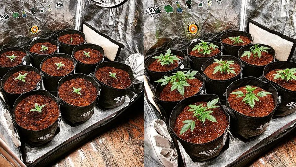 Why autos are the best choice for american home growers: efficiency and speed Why autos are the best choice for american home growers: efficiency and speed