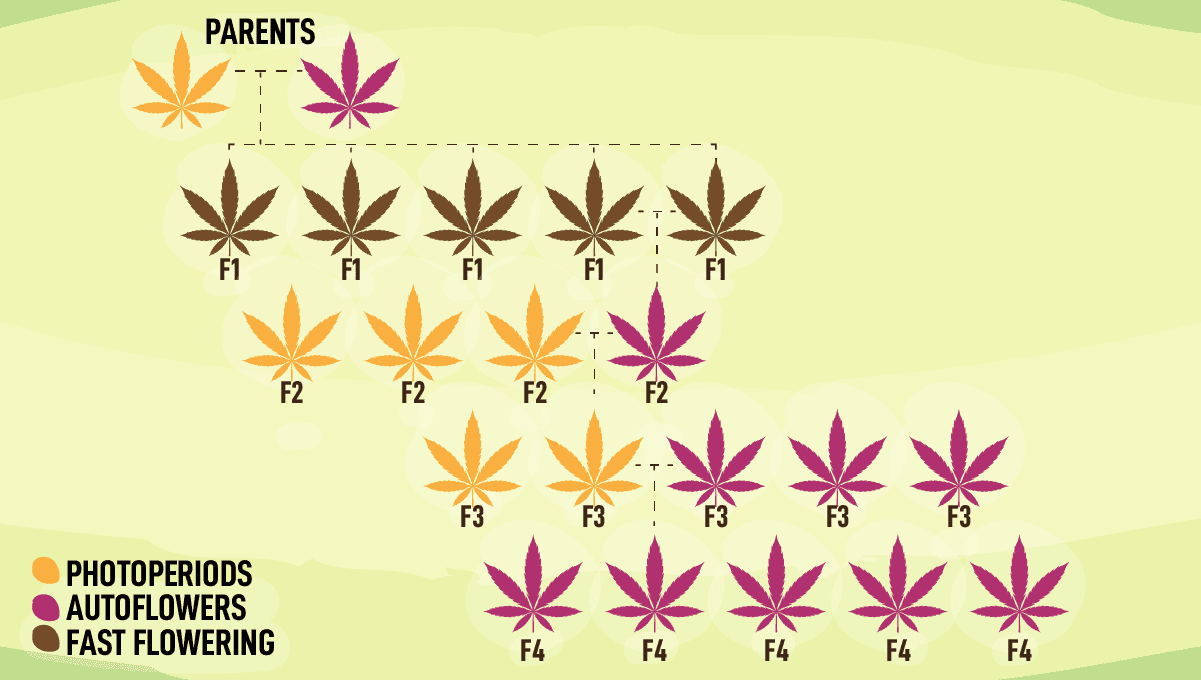 Fast Buds launches new Fast Flowering line: How Are Fast Flowering Strains Produced? Fast Buds launches new Fast Flowering line: How Are Fast Flowering Strains Produced?