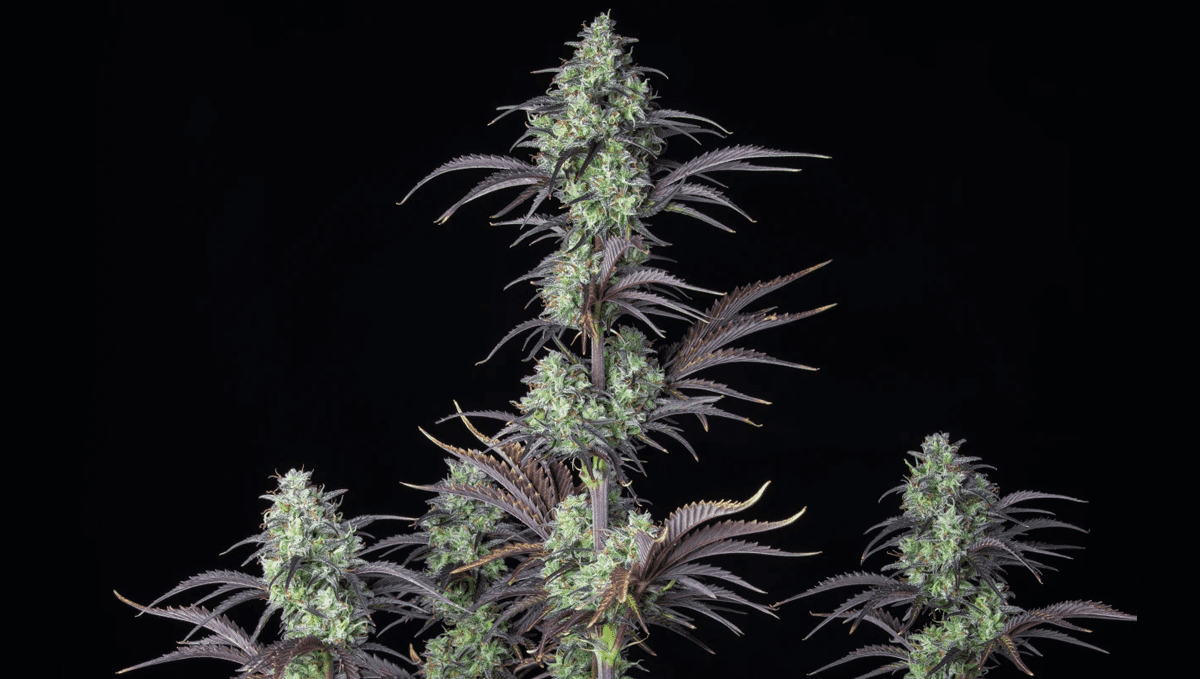 Top 5 der besten autoflowering Sorten für Konzentration: Mimosa Cake Auto