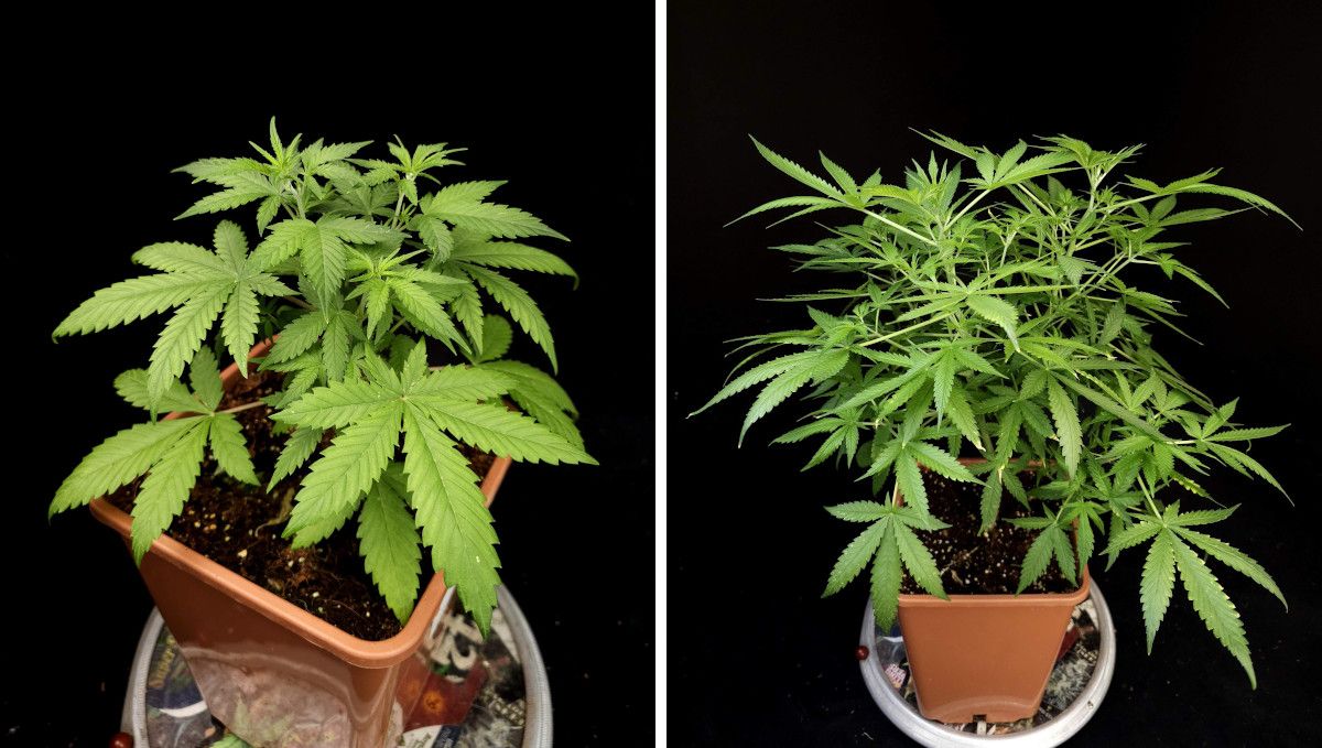 GG4 Sherbet FF cannabis strain: mid veg | weeks 3-6 | getting very bushy after topping