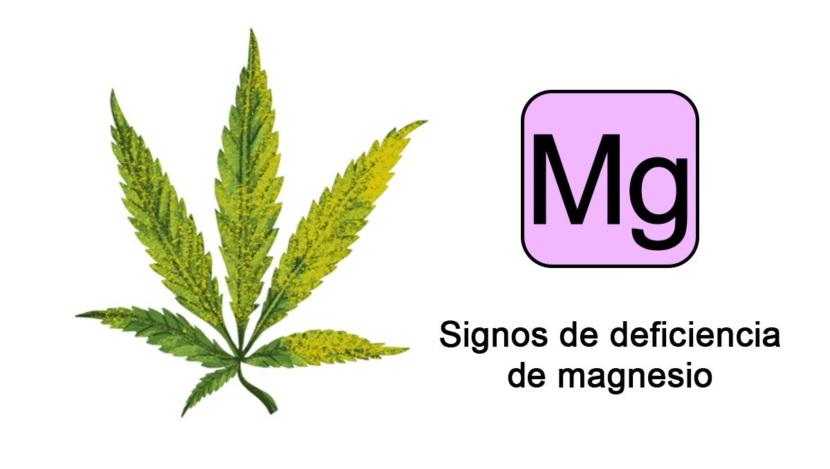 Deficiencias de nutrientes del cannabis: magnesio
